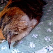 Maya participe au concours pour gagner de l'argent avec cette photo : animal, bed, blanket, cat, cozy, curled_up, cute, domestic, feline, fur, indoor, nap, pattern, pet, relaxation, resting, sleeping, soft, sun, whiskers