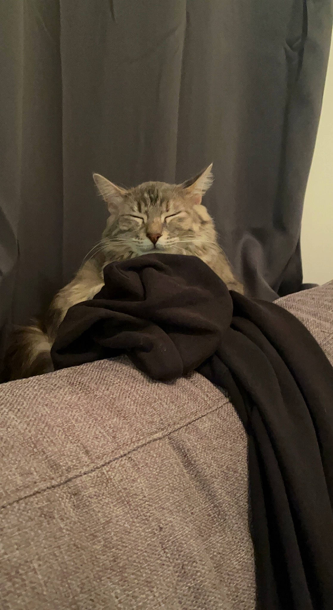 Bella participe au concours pour gagner de l'argent avec cette photo : bed, bed_sheet, bedding, bedroom, carnivore, cat, comfort, domestic_short_haired_cat, fawn, felidae, fur, grey, linens, sleeve, small_to_medium_sized_cats, snout, tail, terrestrial_animal, whiskers, wood