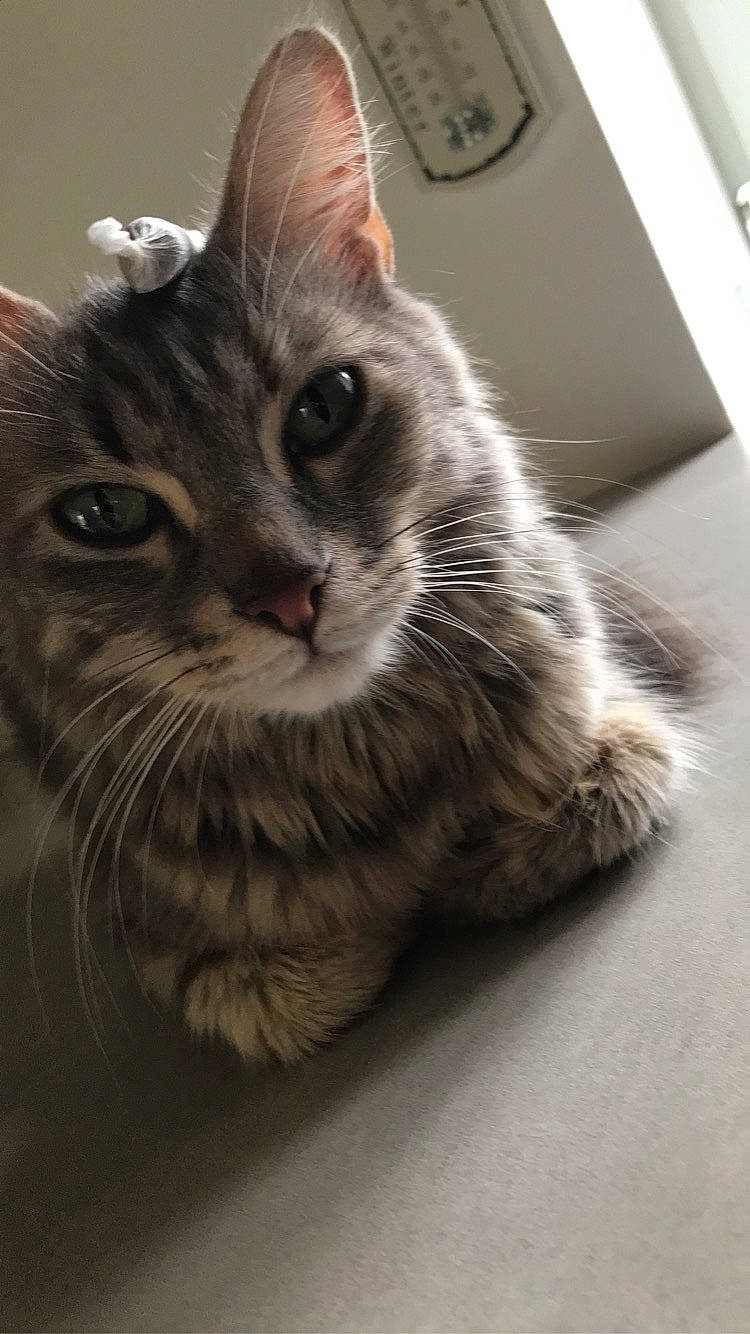 Bella a rejoint le concours — aidez-le/la à gagner de superbes lots ! carnivore, cat, claw, clock, domestic_short_haired_cat, felidae, flooring, fur, grey, monochrome_photography, paw, small_to_medium_sized_cats, snout, tail, whiskers, window