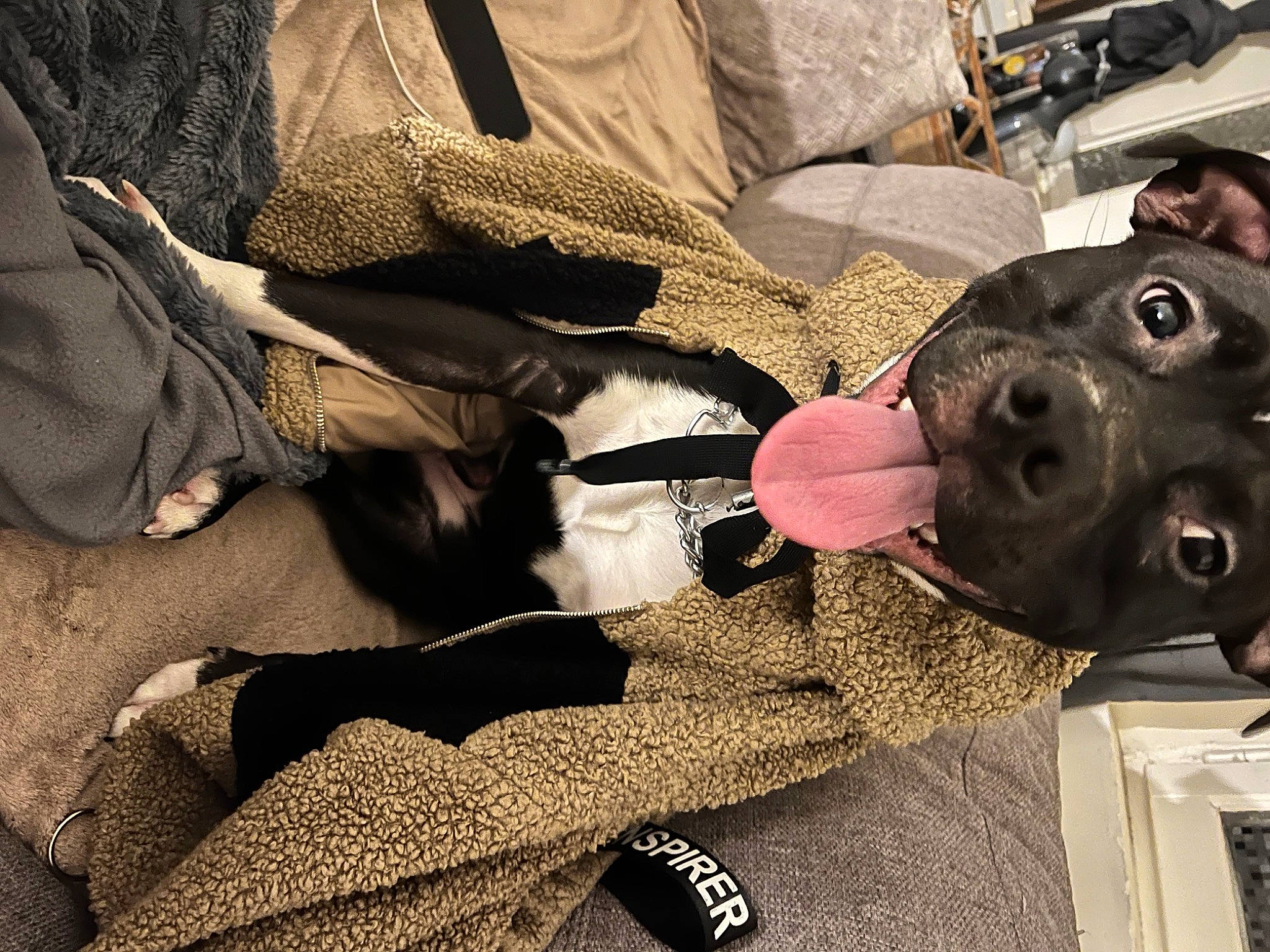 Goliath participe au concours pour gagner de l'argent avec cette photo : bag, canidae, carnivore, collar, comfort, companion_dog, dog, dog_breed, dog_collar, eyewear, fashion_accessory, fawn, fur, guard_dog, leash, personal_protective_equipment, selfie, snout, sporting_group, working_animal