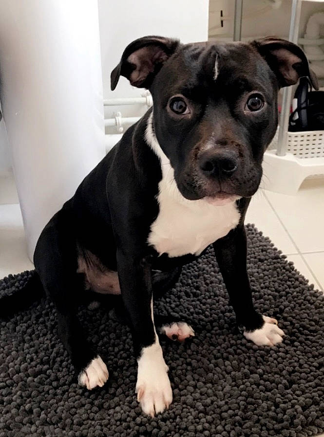 Goliath participe au concours pour gagner de l'argent avec cette photo : boston_terrier, canidae, carnivore, collar, companion_dog, dog, dog_breed, dog_collar, fawn, flooring, fur, home_appliance, kitchen_appliance, molosser, office_equipment, telephone, toy_dog, whiskers, working_animal, working_dog