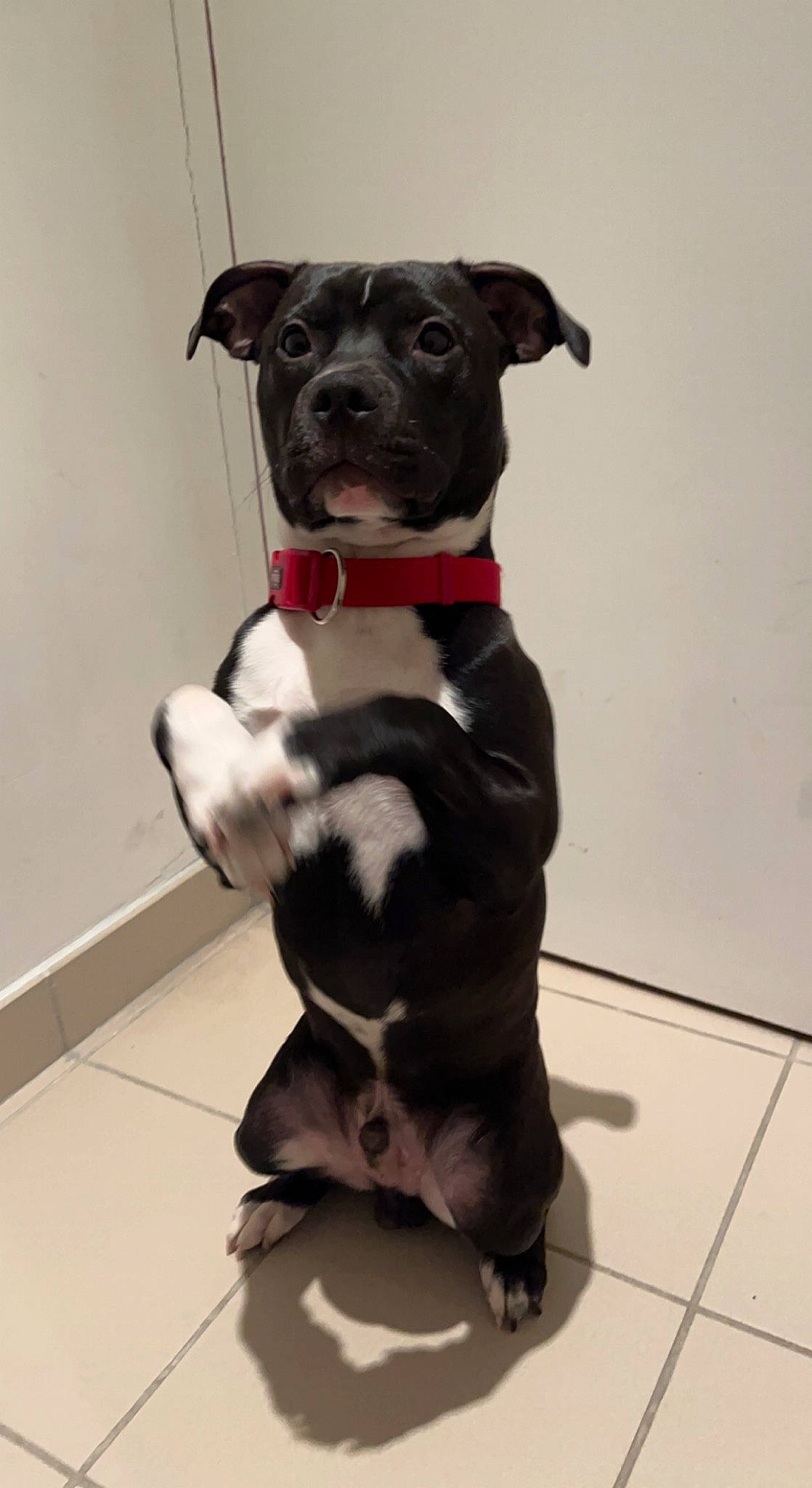 Goliath a rejoint le concours — aidez-le/la à gagner de superbes lots ! borador, canidae, carnivore, collar, companion_dog, dog, dog_breed, dog_clothes, dog_collar, dog_supply, fawn, fur, leash, personal_protective_equipment, pet_supply, snout, sporting_group, tail, whiskers, working_animal