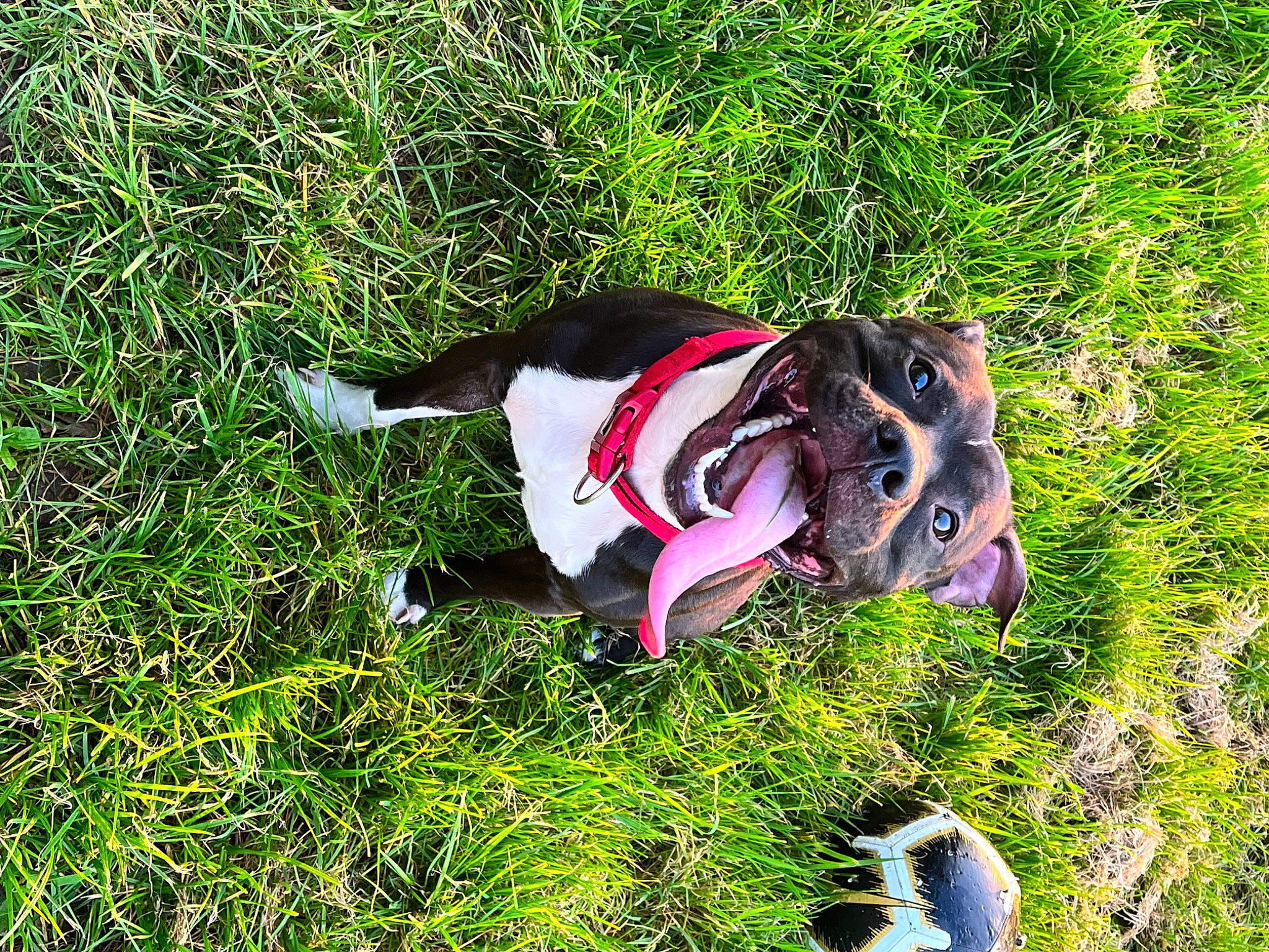 Goliath a rejoint le concours — aidez-le/la à gagner de superbes lots ! canidae, carmine, carnivore, collar, companion_dog, dog, dog_breed, dog_supply, fawn, grass, grassland, groundcover, leash, meadow, people_in_nature, plant, shrub, sporting_group, tail, tree