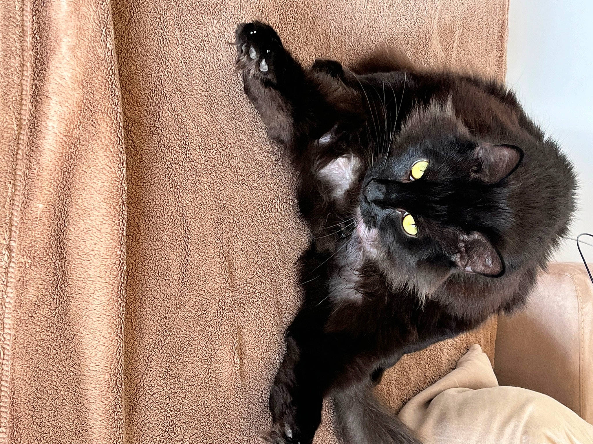 Ketamine a rejoint le concours — aidez-le/la à gagner de superbes lots ! black_cat, bombay, carnivore, cat, claw, comfort, domestic_short_haired_cat, felidae, fur, grey, paw, sitting, small_to_medium_sized_cats, snout, tail, terrestrial_animal, whiskers, wood