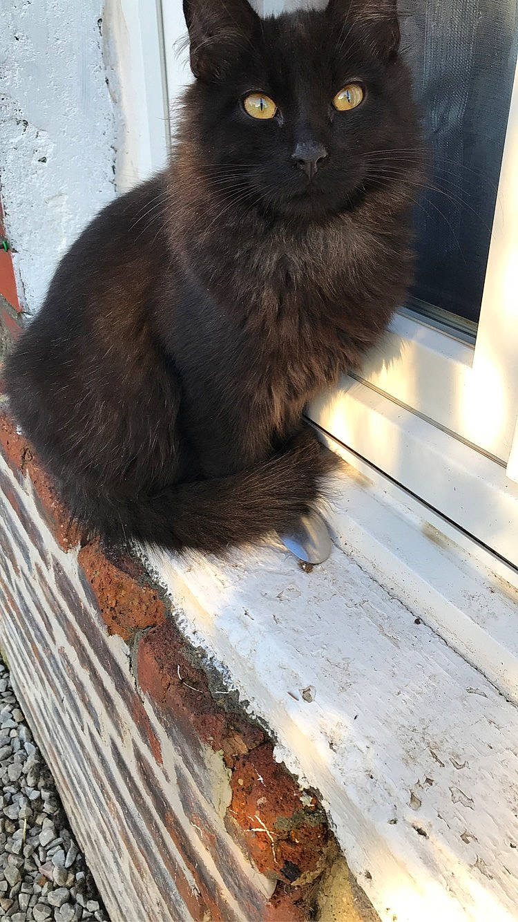 Ketamine participe au concours pour gagner de l'argent avec cette photo : black_cat, british_longhair, carnivore, cat, claw, domestic_short_haired_cat, fawn, felidae, flooring, fur, hardwood, paw, road_surface, small_to_medium_sized_cats, snout, tail, terrestrial_animal, whiskers, window, wood