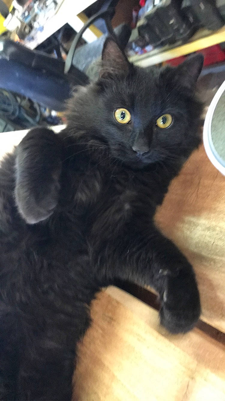 Ketamine a rejoint le concours — aidez-le/la à gagner de superbes lots ! black_cat, bombay, carnivore, cat, claw, comfort, domestic_short_haired_cat, felidae, flooring, foot, fur, hardwood, paw, scale, small_to_medium_sized_cats, snout, tail, terrestrial_animal, whiskers