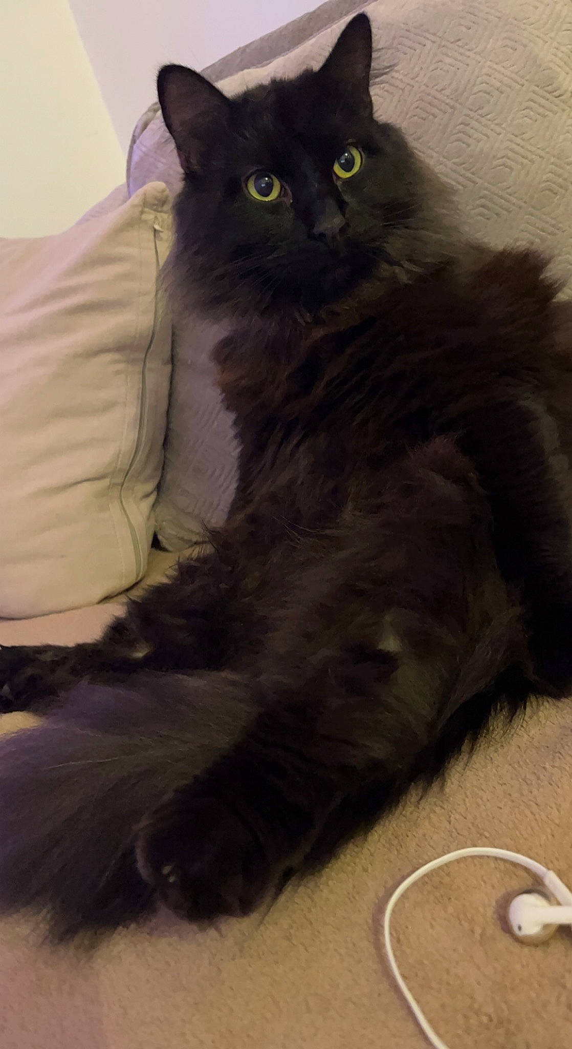 Ketamine a rejoint le concours — aidez-le/la à gagner de superbes lots ! black_cat, british_longhair, carnivore, cat, claw, comfort, eye, felidae, fur, grey, head, mug, small_to_medium_sized_cats, snout, tail, terrestrial_animal, whiskers