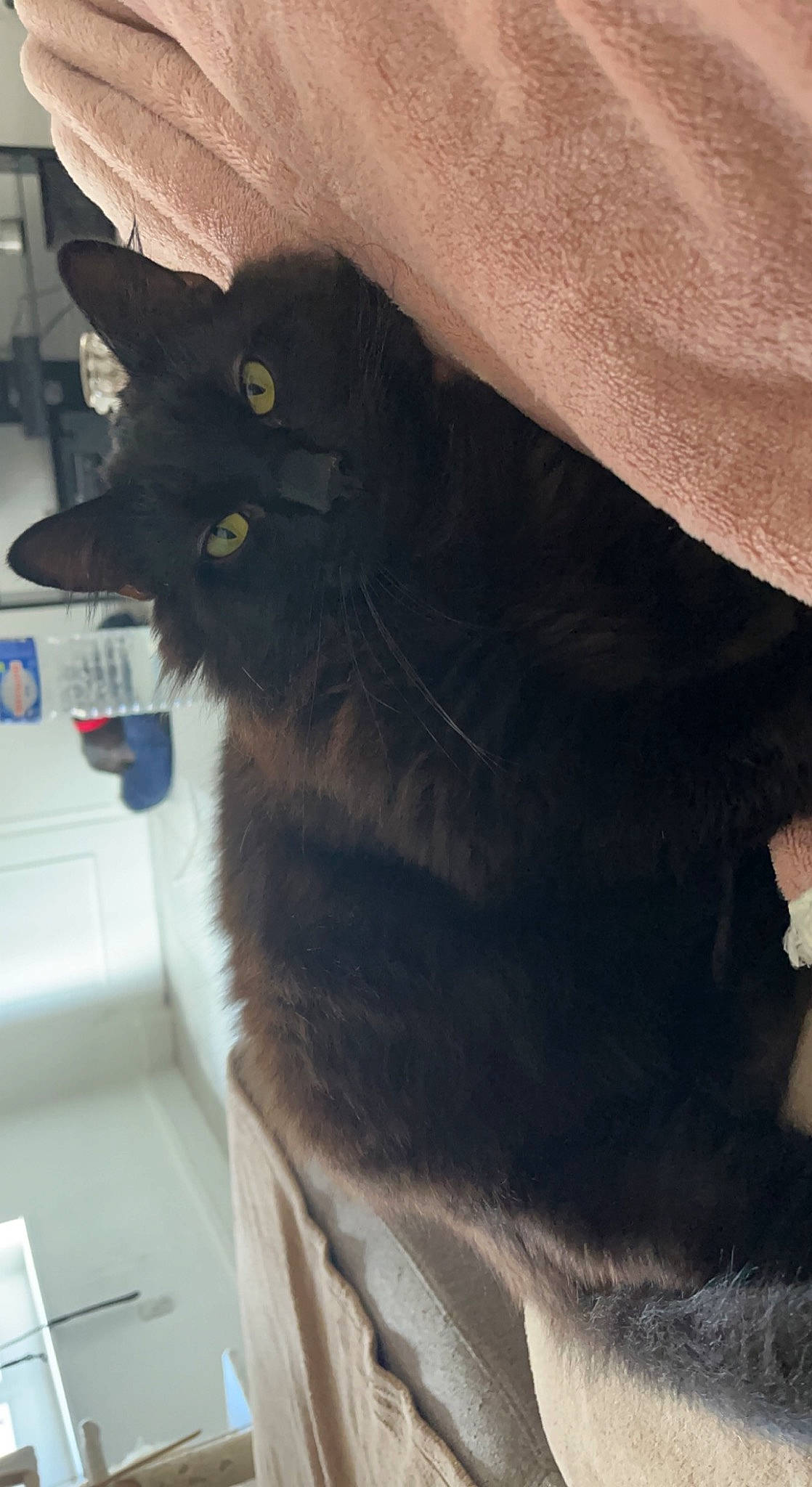 Ketamine a rejoint le concours — aidez-le/la à gagner de superbes lots ! black_cat, carnivore, cat, claw, domestic_short_haired_cat, felidae, fur, small_to_medium_sized_cats, snout, tail, terrestrial_animal, whiskers