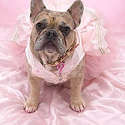 Nayla is registered to the contest to win money with this photo: french_bulldog, dog, pink, dress, frilly, nails_painted, pet, portrait, studio, silk, fabric, cute, animal, costume, indoor, adorable, fashion, pink_background, pet_accessory, collar
