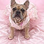 french_bulldog, dog, pink, dress, frilly, nails_painted, pet, portrait, studio, silk, fabric, cute, animal, costume, indoor, adorable, fashion, pink_background, pet_accessory, collar