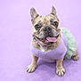 Nayla joined the competition — help win amazing prizes! french_bulldog, dog, pet, purple, tutu, clothing, tongue_out, happy, smiling, studio, pastel, cute, animal, portrait, sitting, ears_up, background, playful, fashion, canine