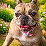 dog, french_bulldog, pet, animal, tongue_out, collar, grass, flowers, garden, outdoor, sunlight, happy, close_up, brown_fur, cute, nature, summer, playful, canine, portrait