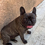 Saiko participe au concours pour gagner de l'argent avec cette photo : animal, brindle_coat, canine, companion, cute, dog, ears_up, french_bulldog, friendly, looking_at_camera, mammal, outdoor, pavement, pet, playful, portrait, sitting, small_breed, tongue_out, wall
