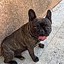 animal, brindle_coat, canine, companion, cute, dog, ears_up, french_bulldog, friendly, looking_at_camera, mammal, outdoor, pavement, pet, playful, portrait, sitting, small_breed, tongue_out, wall