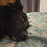 dog, black_dog, fluffy, long_hair, sleeping, resting, lying_down, side_view, eye, snout, nose, fur, bed, bedspread, bedding, bedroom, indoor, cozy, portrait, pet