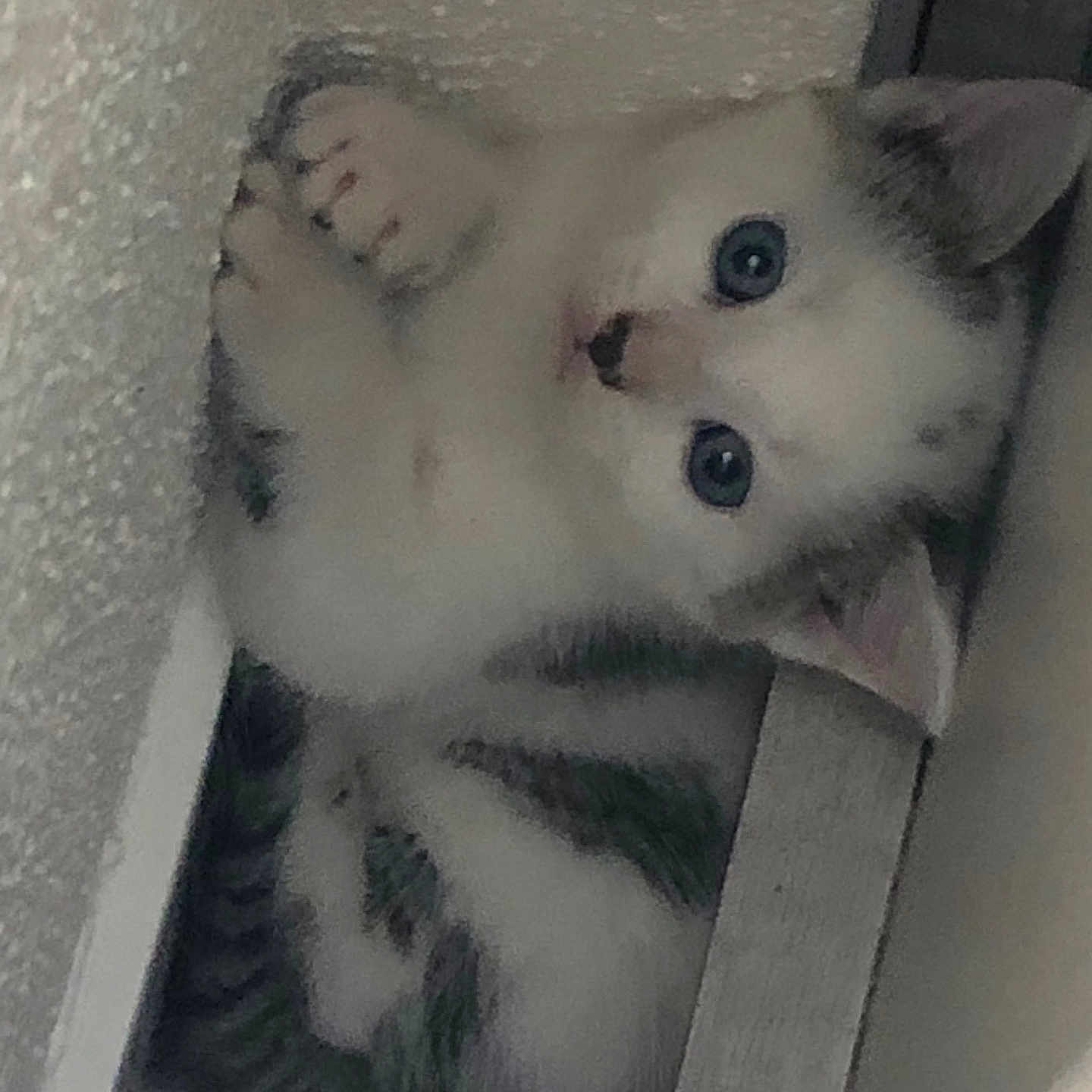 Snow participe au concours pour gagner de l'argent avec cette photo : animal, blue_eyes, cat, close_up, corner, cozy, curious, curled_up, cute, fur, indoor, kitten, pet, playful, sleeping_spot, small, soft, tabby, whiskers, young