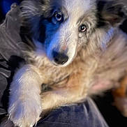 Isy participe au concours pour gagner de l'argent avec cette photo : blanket, blue_lighting, canine, close_up, cozy, dog, dog_face, domestic_animal, ear, eyes, fur, indoor, looking_up, muzzle, nose, paw, pet, portrait, relaxed, soft_focus
