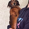 dog, brown_dog, small_dog, pet, indoor, person_holding_dog, hoodie, wall, hand, cute, funny_expression, portrait, animal, companion, domestic, furry, looking, standing, mammal, casual
