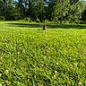 dog, grass, greenery, outdoor, field, nature, trees, sunlight, blue_sky, pet, animal, summer, park, leafy, small_dog, playful, daytime, scenic, canine, open_space