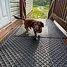 dog, dachshund, wet, porch, door, mat, outdoor, sunlight, rain, raindrops, grass, path, wooden_railing, pet, animal, curious, tongue_out, texture, nature, yard