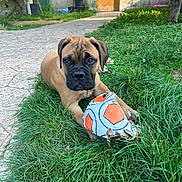 Leïa participe au concours pour gagner de l'argent avec cette photo : animal, backyard, chewed, daylight, dog, garden, grass, greenery, leaves, nature, outdoor, pathway, pet, playful, puppy, soccer_ball, sunlight, toy, tree, young_dog