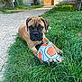 animal, backyard, chewed, daylight, dog, garden, grass, greenery, leaves, nature, outdoor, pathway, pet, playful, puppy, soccer_ball, sunlight, toy, tree, young_dog