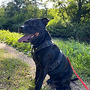 Kimbo a rejoint le concours — aidez-le/la à gagner de superbes lots ! accessories, animal, canine, dog, grass, green, grove, herbal, jungle, land, nature, outdoors, park, path, pet, plant, strap, tree, vegetation, woodland