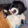 Saint is registered to the contest to win money with this photo: puppy, sleeping, black_and_white, toy, stuffed_animal, cozy, cute, paw, snuggling, soft, plaid, brown, gray, pet, animal, close_up, resting, adorable, young, domestic