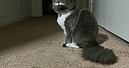Ally is registered to the contest to win money with this photo: cat, gray_cat, white_paws, pink_collar, carpet, indoor, hallway, door, pet, fur, tail, whiskers, alert, sitting, animal, domestic, feline, household, curious, quiet