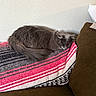 Ally is registered to the contest to win money with this photo: cat, gray_cat, sleeping, blanket, woven_blanket, couch, brown_couch, indoor, pet, feline, resting, cozy, home_interior, textured_wall, pillow, domestic_animal, fur, tail, relaxation, quiet