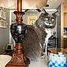 Ally is registered to the contest to win money with this photo: cat, animal, pet, feline, lamp, wooden_lamp, table, candle, decor, home_interior, yellow_eyes, gray_fur, white_fur, furniture, indoor, cozy, ornate, domestic, curious, still_life