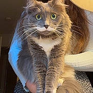 Ally joined the competition — help win amazing prizes! cat, person, indoor, smile, long_hair, gray_cat, white_paws, holding, fur, tail, curious_eyes, portrait, warm_light, sweater, patterned_skirt, cute, pet, animal, friendly, cozy