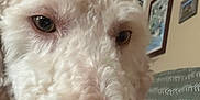 Fozzie is registered to the contest to win money with this photo: dog, close_up, white_fur, curly_fur, nose, eyes, indoor, couch, wall, picture_frame, decor, pet, animal, portrait, furry, canine, face, snout, domestic, close