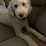 Fozzie joined the competition — help win amazing prizes! dog, curly_fur, pet, couch, indoor, brown, cozy, relaxed, looking_at_camera, furniture, blanket, domestic_animal, companion, cute, animal, home, fur, paw, resting, friendly