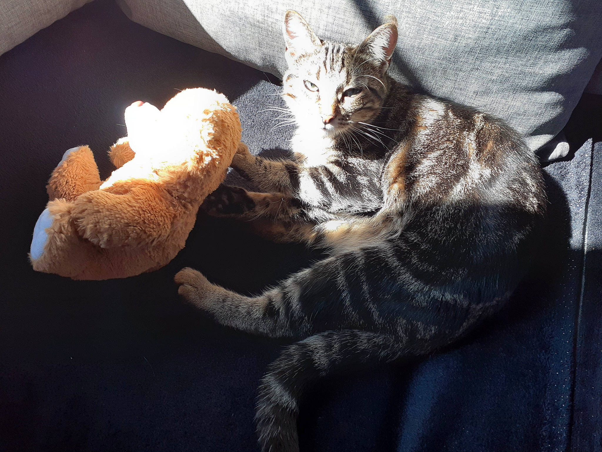 Bisous participe au concours pour gagner de l'argent avec cette photo : asian, carnivore, cat, claw, devon_rex, domestic_short_haired_cat, dragon_li, ear, european_shorthair, eye, felidae, fur, german_rex, kitten, paw, polydactyl_cat, small_to_medium_sized_cats, tabby_cat, tail, whiskers