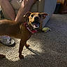 armchair, brown_dog, canine, carpet, casual, collar, dog, footwear, furniture, happy, home, indoor, legs, living_room, person, pet, shadow, small_dog, smiling, toy