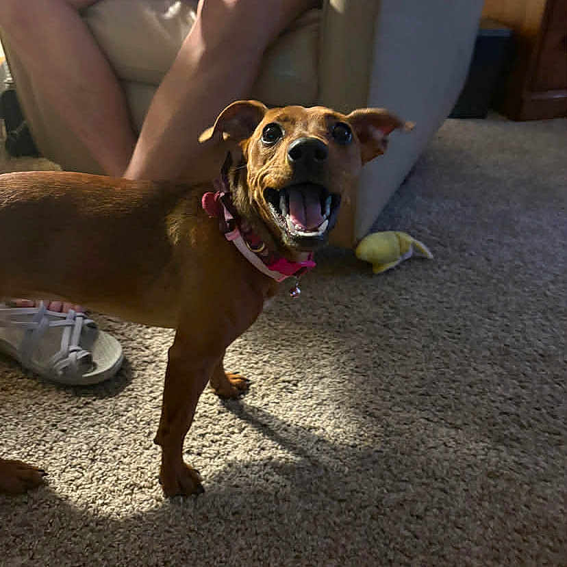 Rosalicious is registered to the contest to win money with this photo: armchair, brown_dog, canine, carpet, casual, collar, dog, footwear, furniture, happy, home, indoor, legs, living_room, person, pet, shadow, small_dog, smiling, toy