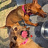 animal, brown_dog, canine, closeup, collar, concrete, curious, dog, dogs, grass, heart_pattern, outdoor, pet, pink_collar, playful, shadow, sunlight, tan_dog, tongue_out, water_bowl