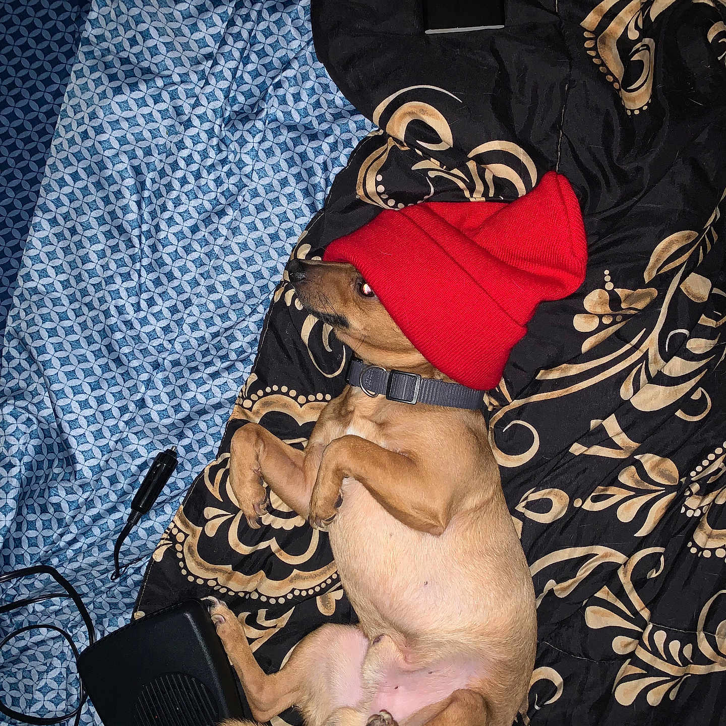 Pootie joined the competition — help win amazing prizes! beanie, bedroom, blanket, blue_sheet, brown_dog, charger, collar, cute, dog, fabric, indoor, lying_down, patterned_blanket, paw, pet, red_hat, resting, sleepy, small_dog, tail