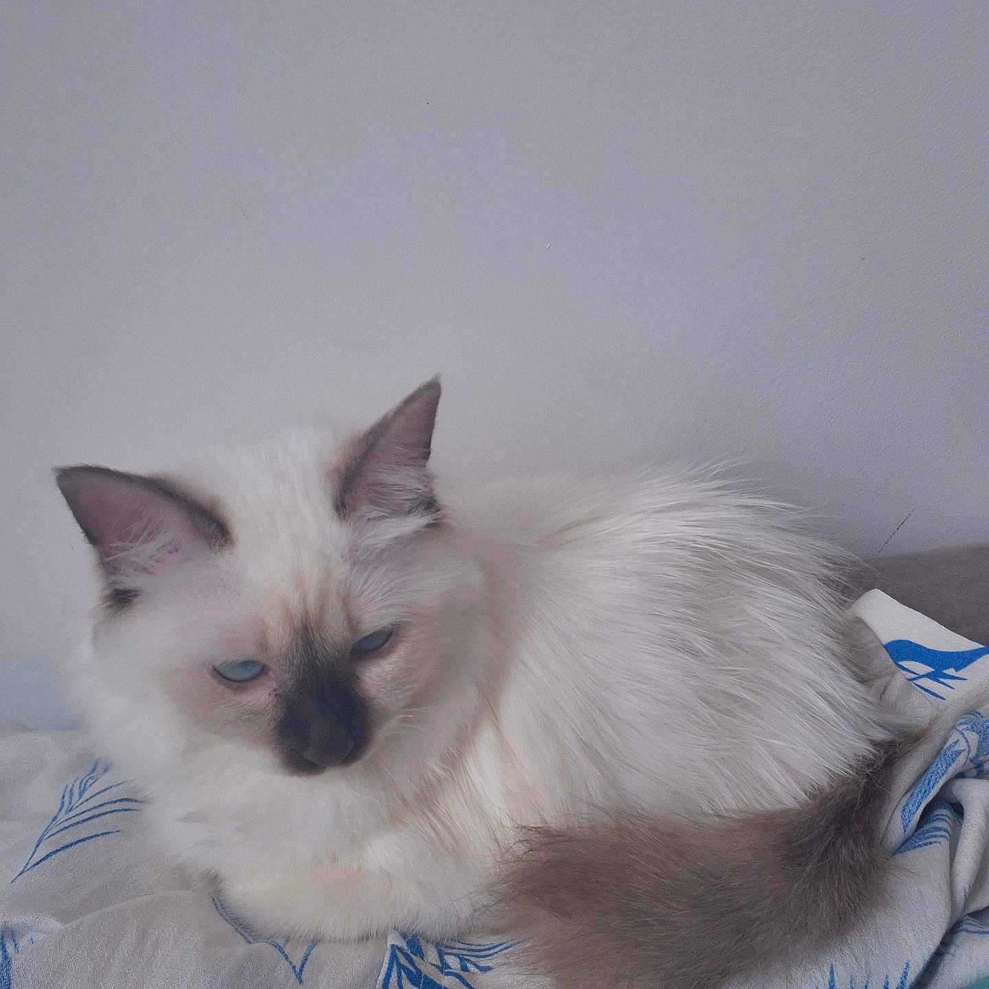 Blanca a rejoint le concours — aidez-le/la à gagner de superbes lots ! animal, bed, bedding, blue_eyes, cat, close_up, ears, feline, fluffy, gray_markings, indoors, long_hair, lying_down, pet, portrait, relaxed, sleepy, tail, whiskers, white_fur