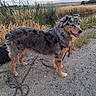 dog, blue_merle, standing, outdoors, rural, countryside, gravel_path, field, tall_grass, reeds, golden_grass, rolling_hills, cloudy_sky, landscape, fur, floppy_ears, open_mouth, tongue, leash, animal_portrait
