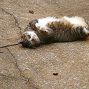 Kyrie is registered to the contest to win money with this photo: cat, tabby, animal, pet, outdoor, concrete, cracked_surface, white_paws, green_eyes, lying_down, relaxed, curious, feline, fur, whiskers, tail, ground, sunlight, mammal, domestic