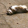 cat, tabby, animal, pet, outdoor, concrete, cracked_surface, white_paws, green_eyes, lying_down, relaxed, curious, feline, fur, whiskers, tail, ground, sunlight, mammal, domestic
