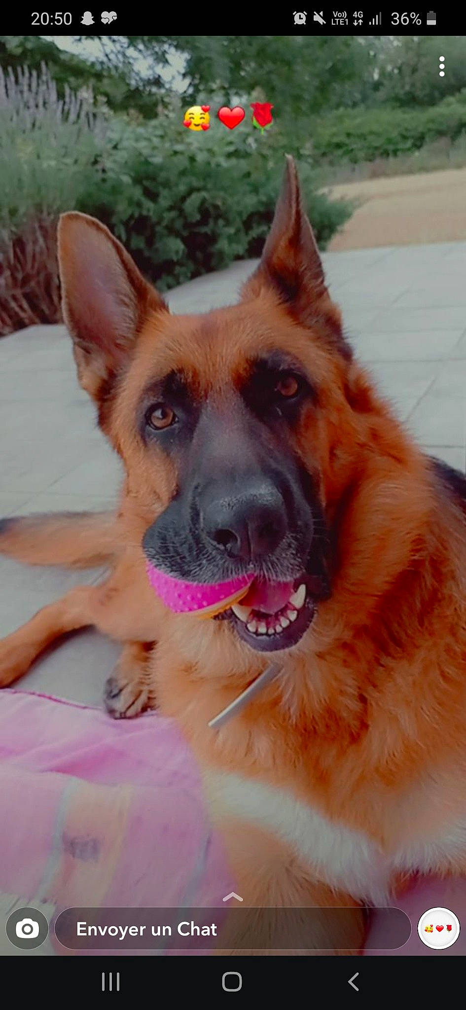 Nicky participe au concours pour gagner de l'argent avec cette photo : canidae, carnivore, collar, companion_dog, dog, dog_breed, east_european_shepherd, fawn, fur, german_shepherd_dog, guard_dog, herding_dog, jaw, king_shepherd, old_german_shepherd_dog, snout, snow, sporting_group, working_animal, working_dog