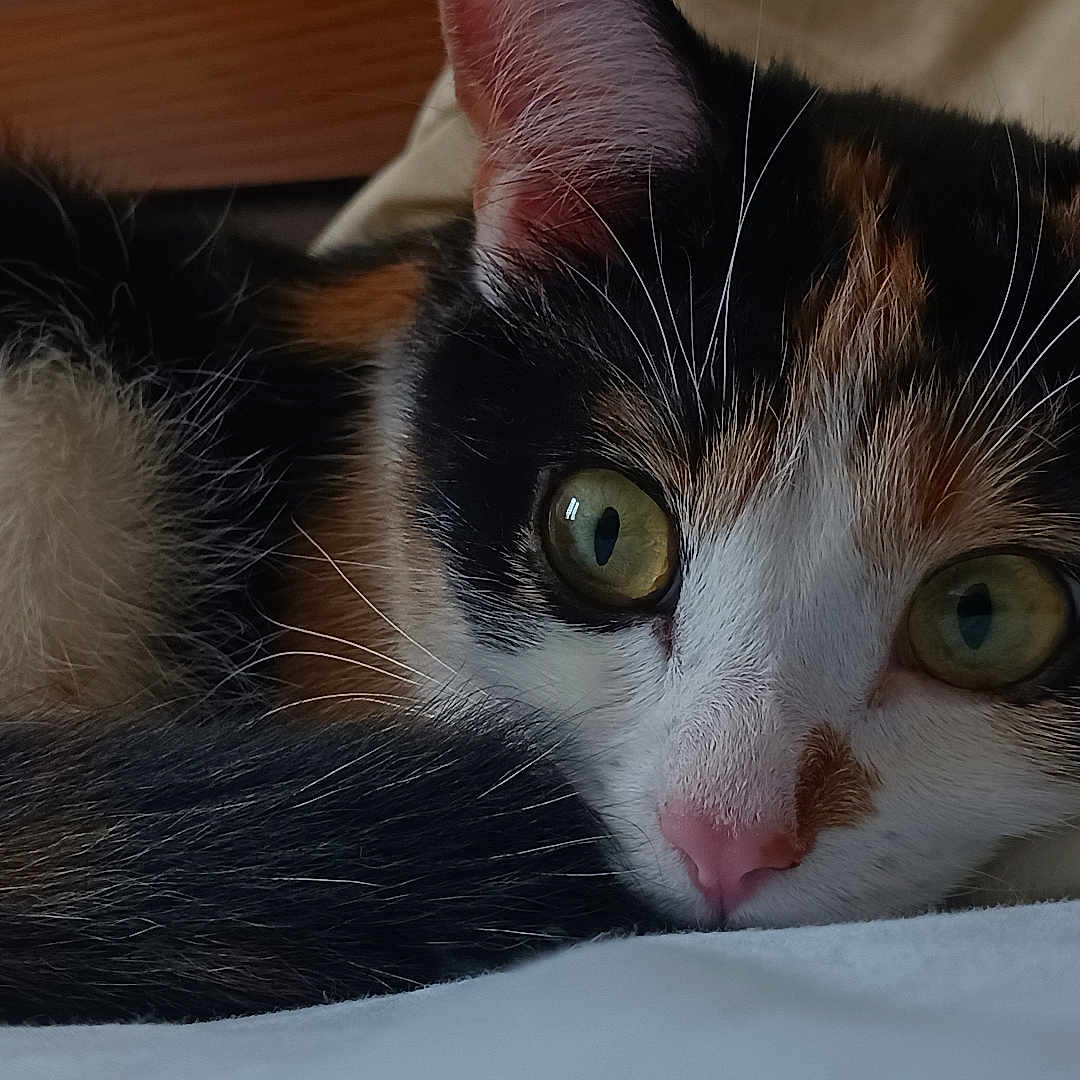 Zelda a rejoint le concours — aidez-le/la à gagner de superbes lots ! abyssinian, animal, cat, couch, furniture, hardwood, kitten, manx, pet, wood