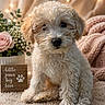 puppy, dog, curly_hair, fluffy, blanket, soft_texture, fairy_lights, flowers, rose, wooden_sign, text, cozy, knitted_throw, indoor, cute, pet, fur, sitting, decor, warm_lighting