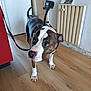 dog, indoor, wooden_floor, curious, go_pro, pet, animal, brown_and_white, leash, camera, floor, radiator, wall, house, domestic, companion, standing, looking_away, ears, tail