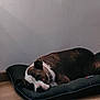Nicky participe au concours pour gagner de l'argent avec cette photo : dog, sleeping, pet_bed, indoor, resting, brown_coat, white_markings, floor, wall, quiet, relaxation, canine, domestic_animal, calm, comfort, animal, fur, napping, home, peaceful