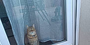 Nutella a rejoint le concours — aidez-le/la à gagner de superbes lots ! cat, tabby, indoor, curtain, glass_door, collar, pet, animal, window, reflection, sitting, looking, home, feline, domestic, quiet, calm, fur, whiskers, eyes