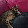 Nutella participe au concours pour gagner de l'argent avec cette photo : cat, tabby, sleeping, couch, black_cushion, red_couch, fur, pet, domestic_cat, relaxation, indoor, cozy, whiskers, paw, resting, feline, cute, home, animal, nap
